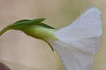 Coastalplain dawnflower